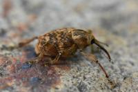 Curculio venosus