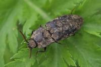 Agrypnus murinus
