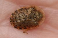Cassida nebulosa