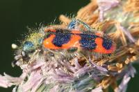 Trichodes alvearius