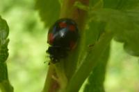 Adalia bipunctata