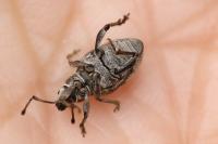 Peritelus sphaeroides