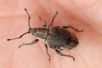 Peritelus sphaeroides