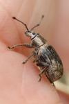 Peritelus sphaeroides