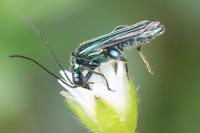 Oedemera nobilis