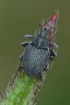 Ceutorhynchus