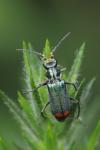 Malachius bipustulatus