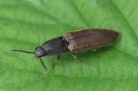 Athous haemorrhoidalis