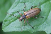 Cortodera humeralis
