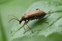 Cortodera humeralis