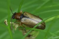 Orsodacne cerasi
