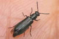 Dasytes aeratus