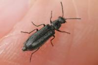 Dasytes aeratus