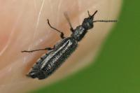 Dasytes aeratus