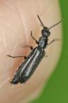Dasytes aeratus