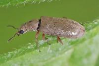 Danacea
