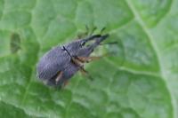 Rhopalapion longirostre