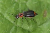 Attalus minimus