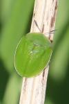 Cassida viridis
