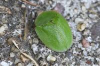 Cassida viridis