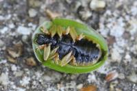 Cassida viridis