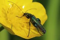 Oedemera nobilis