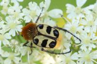 Trichius gallicus