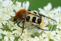 Trichius gallicus