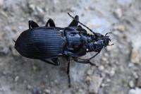 Abax parallelepipedus