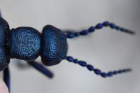 Meloe violaceus