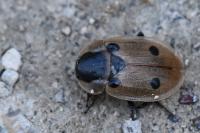Dendroxena quadrimaculata