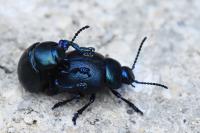 Timarcha goettingensis