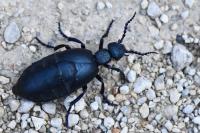 Meloe violaceus