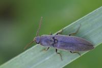 Agriotes pilosellus