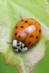 Harmonia axyridis