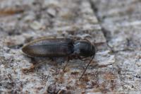 Agriotes pallidulus
