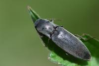 Agriotes pilosellus