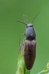Athous haemorrhoidalis