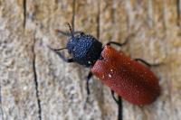 Bostrichus capucinus