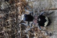 Clerus mutillarius