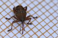 Curculio venosus