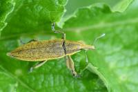 Lixus iridis