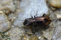 Notiophilus biguttatus