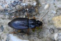 Parophonus maculicornis