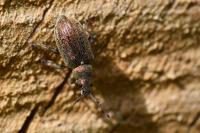 Phyllobius pyri