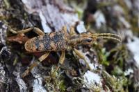 Rhagium sycophanta