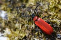 Pyrochroa coccinea