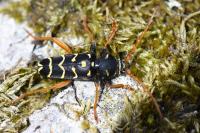 Plagionotus arcuatus