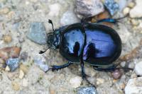 Trypocopris pyrenaeus