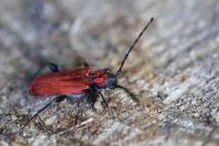 Pyrrhidium sanguineum
